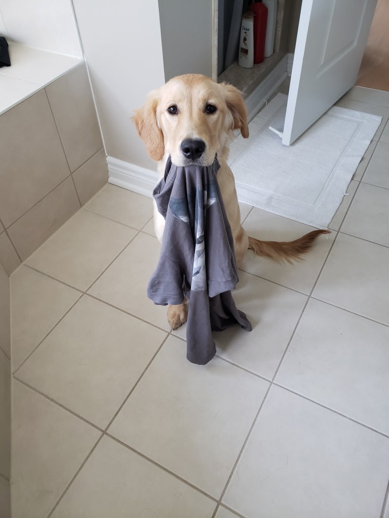 Fauna, a Golden Retriever (7.8% unresolved) tested with EmbarkVet.com