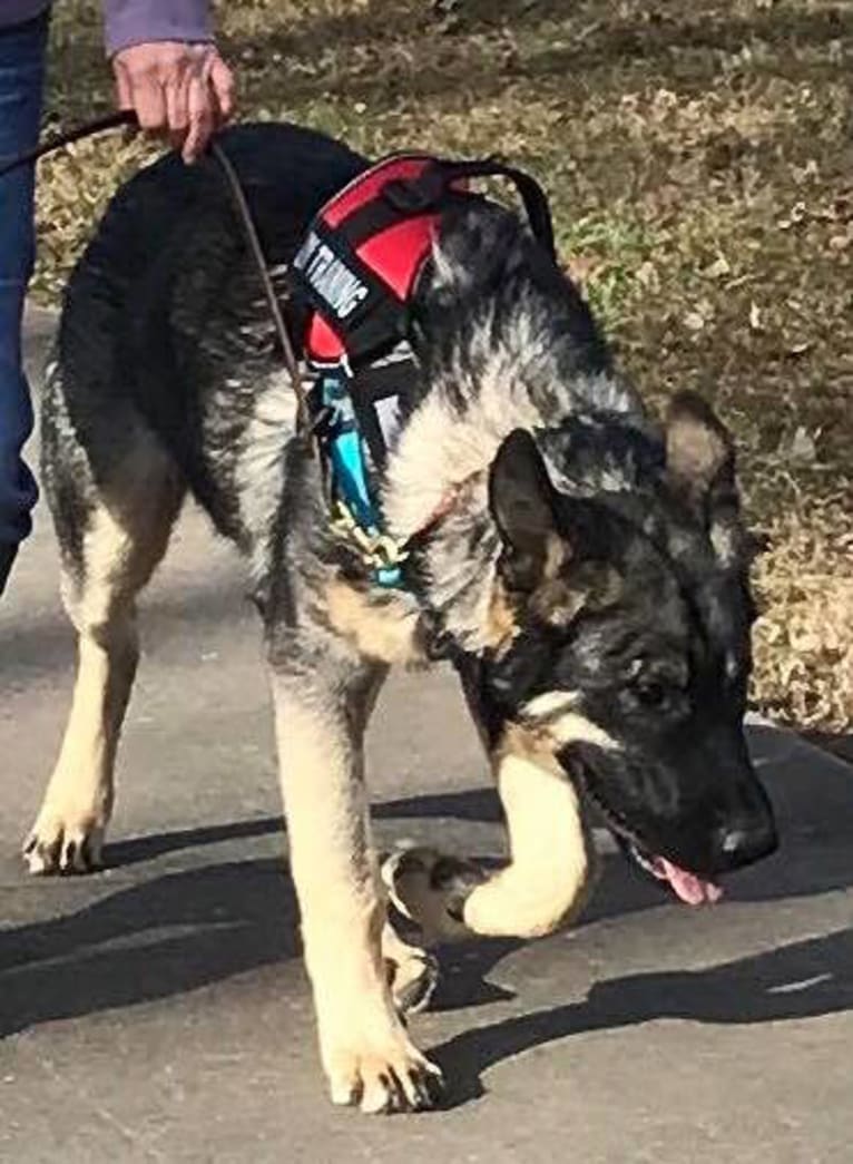 Photo of Trixy's "Riker" von Capone, a German Shepherd Dog, Alaskan Malamute, and Irish Wolfhound mix in White City, OR, USA