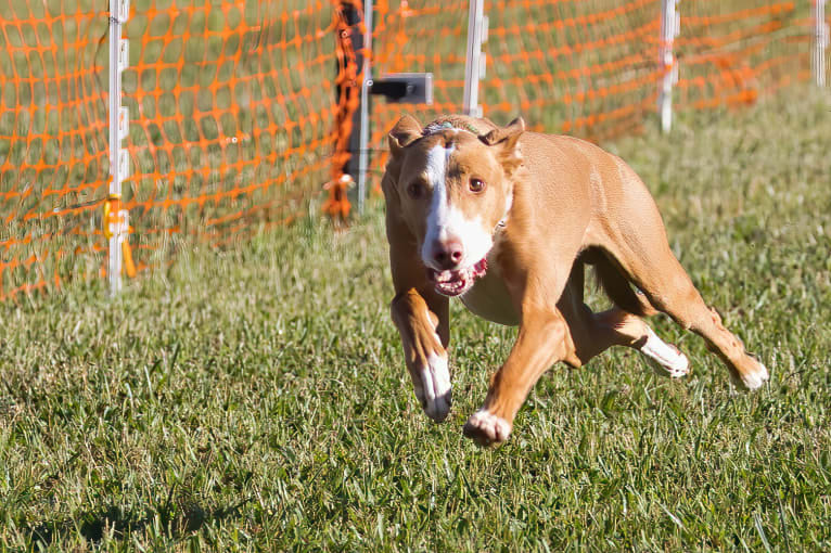 Dean, an Ibizan Hound tested with EmbarkVet.com