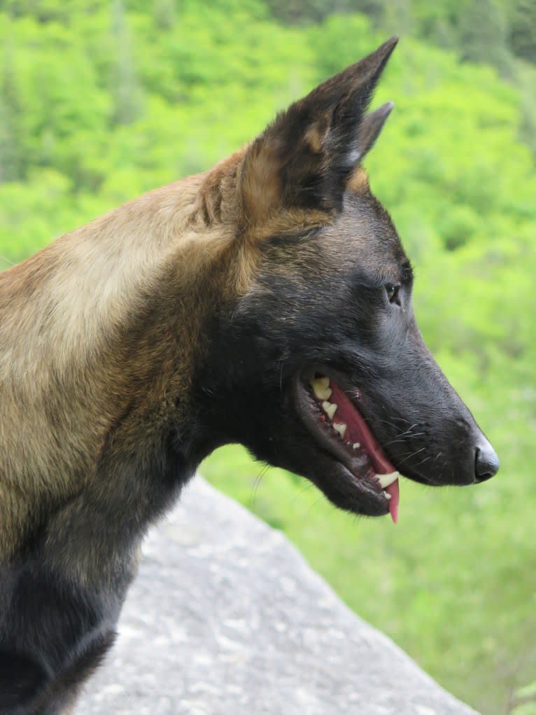 Ragnar, a Belgian Shepherd tested with EmbarkVet.com