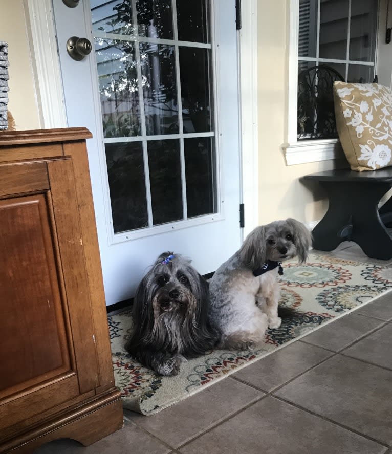 Gus, a Shih Tzu and Lhasa Apso mix tested with EmbarkVet.com