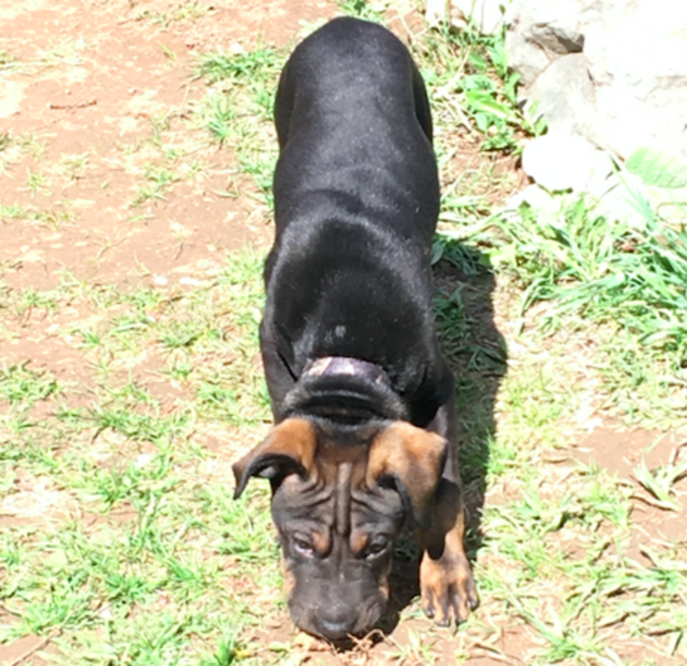 Worf, an Australian Cattle Dog and Staffordshire Terrier mix tested with EmbarkVet.com