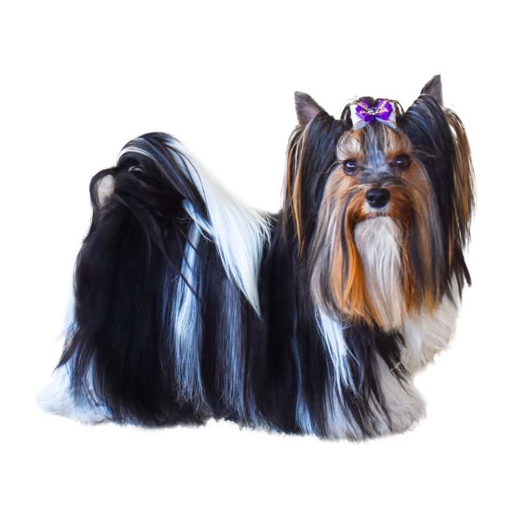 Elvis, a Biewer Terrier tested with EmbarkVet.com