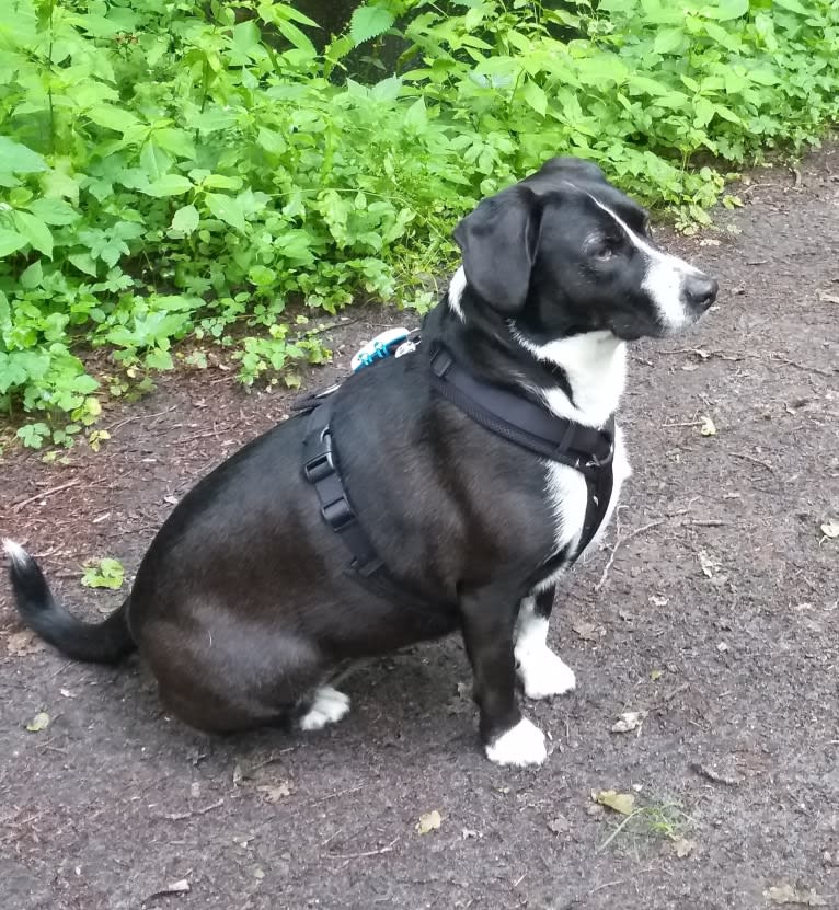 Emma, an American Pit Bull Terrier and Alaskan Malamute mix tested with EmbarkVet.com