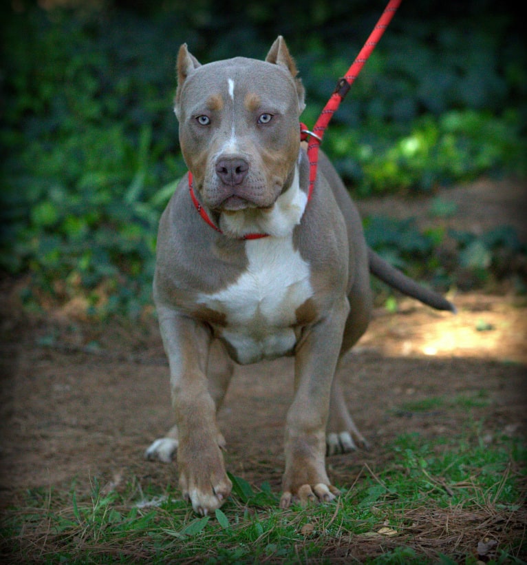 VOX, an American Bully tested with EmbarkVet.com