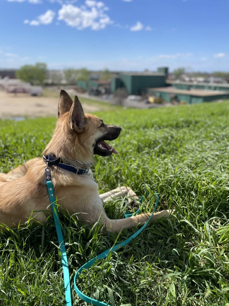 Enzo, a Siberian Husky and German Shepherd Dog mix tested with EmbarkVet.com