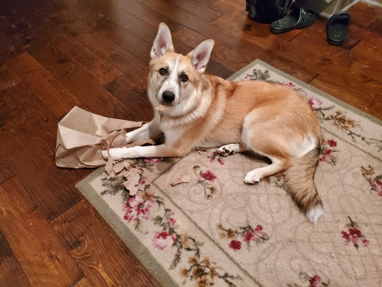 Juniper, a Great Pyrenees and Border Collie mix tested with EmbarkVet.com