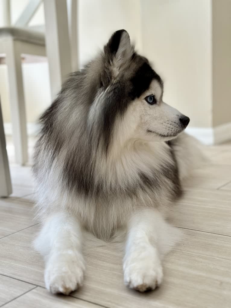 Pearl of the Orient's Zeus, a Pomsky tested with EmbarkVet.com