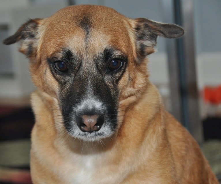 Timber, a Poodle (Small) and Australian Cattle Dog mix tested with EmbarkVet.com