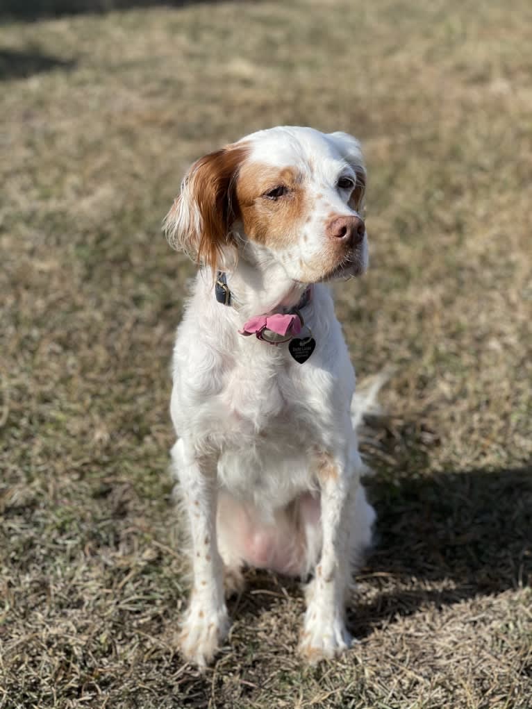 Sadie, a Llewellin Setter tested with EmbarkVet.com