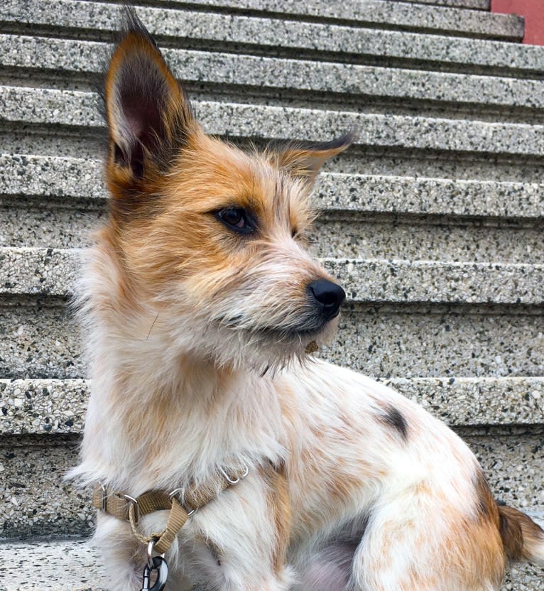 Fela Jean, a Border Collie and Australian Cattle Dog mix tested with EmbarkVet.com
