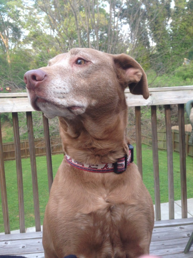 Copper, an American Pit Bull Terrier and Australian Cattle Dog mix tested with EmbarkVet.com