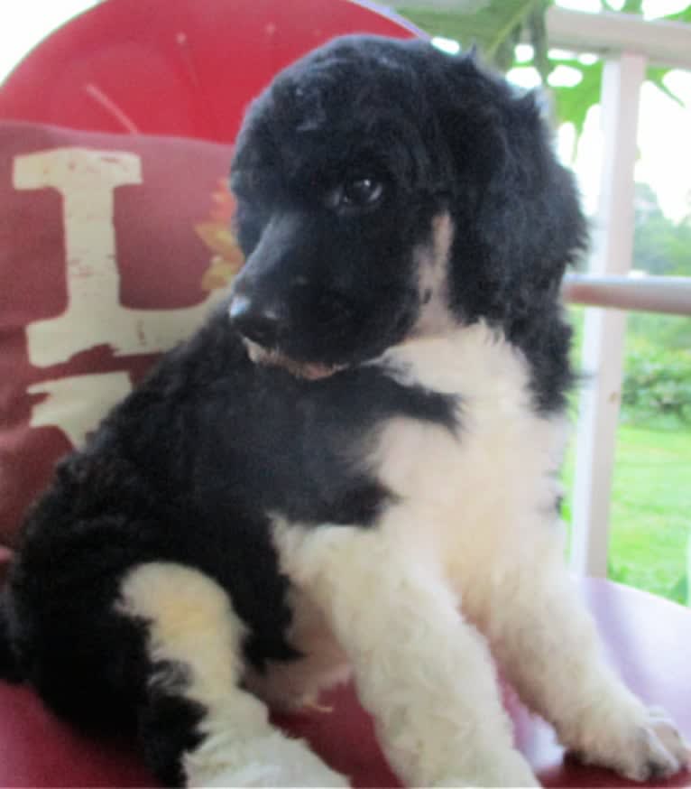 Eros, a Poodle (Standard) tested with EmbarkVet.com