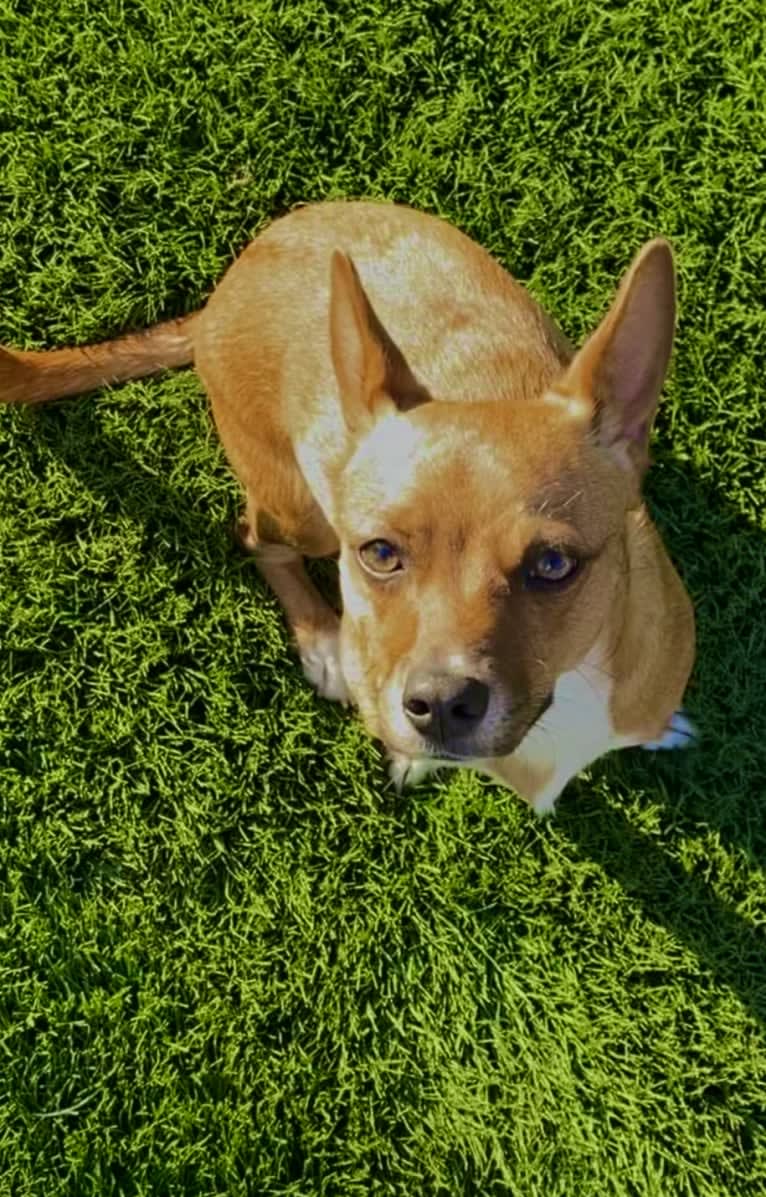 Scarlet, an Australian Cattle Dog and Chihuahua mix tested with EmbarkVet.com