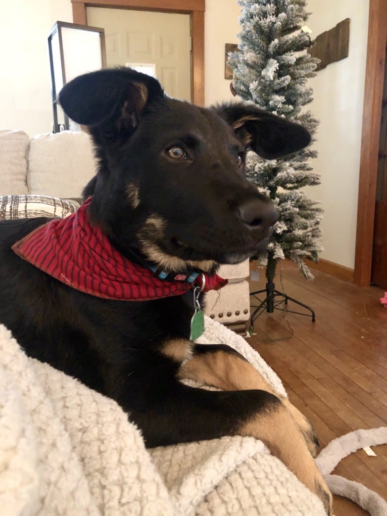 Emmett, a German Shepherd Dog and Australian Cattle Dog mix tested with EmbarkVet.com