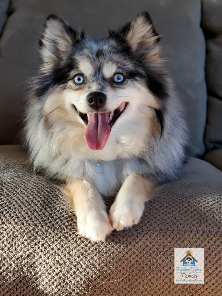Cardinal, a Pomsky tested with EmbarkVet.com