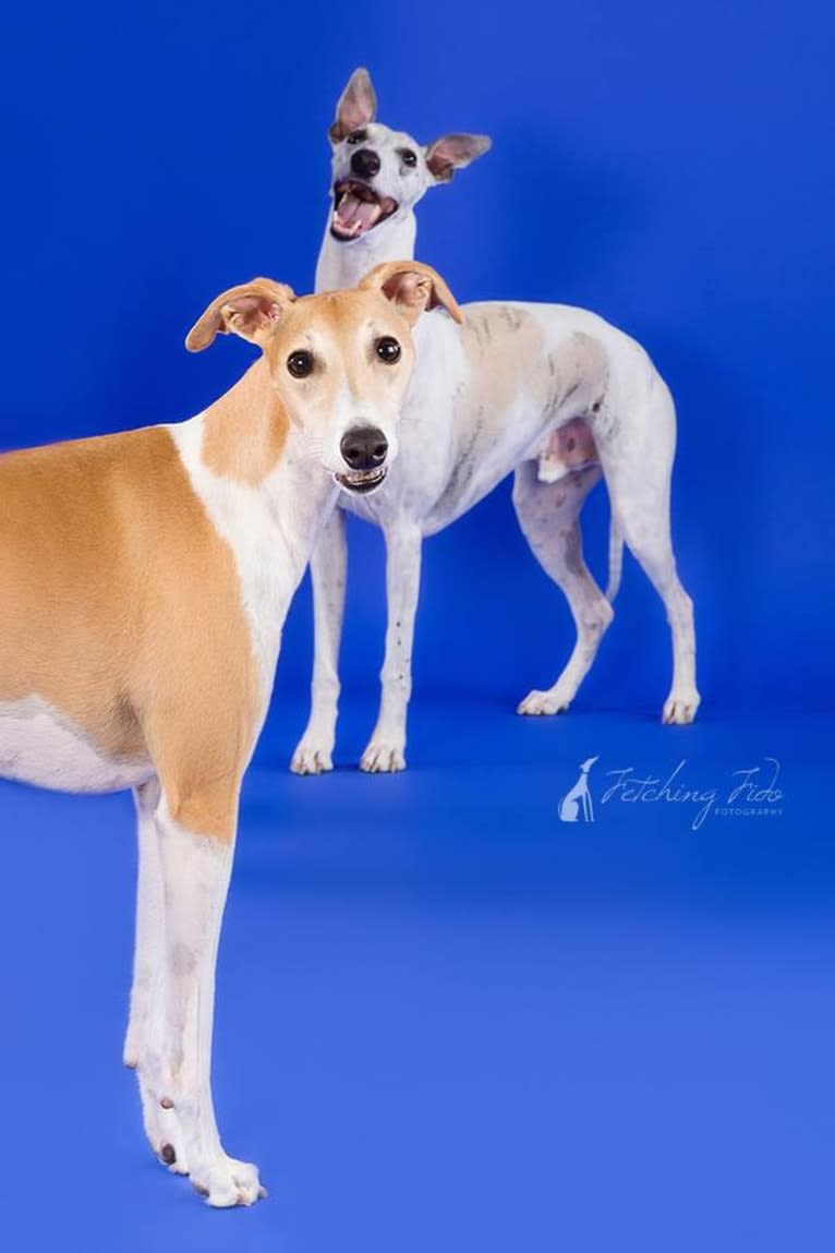 Jack, a Whippet tested with EmbarkVet.com