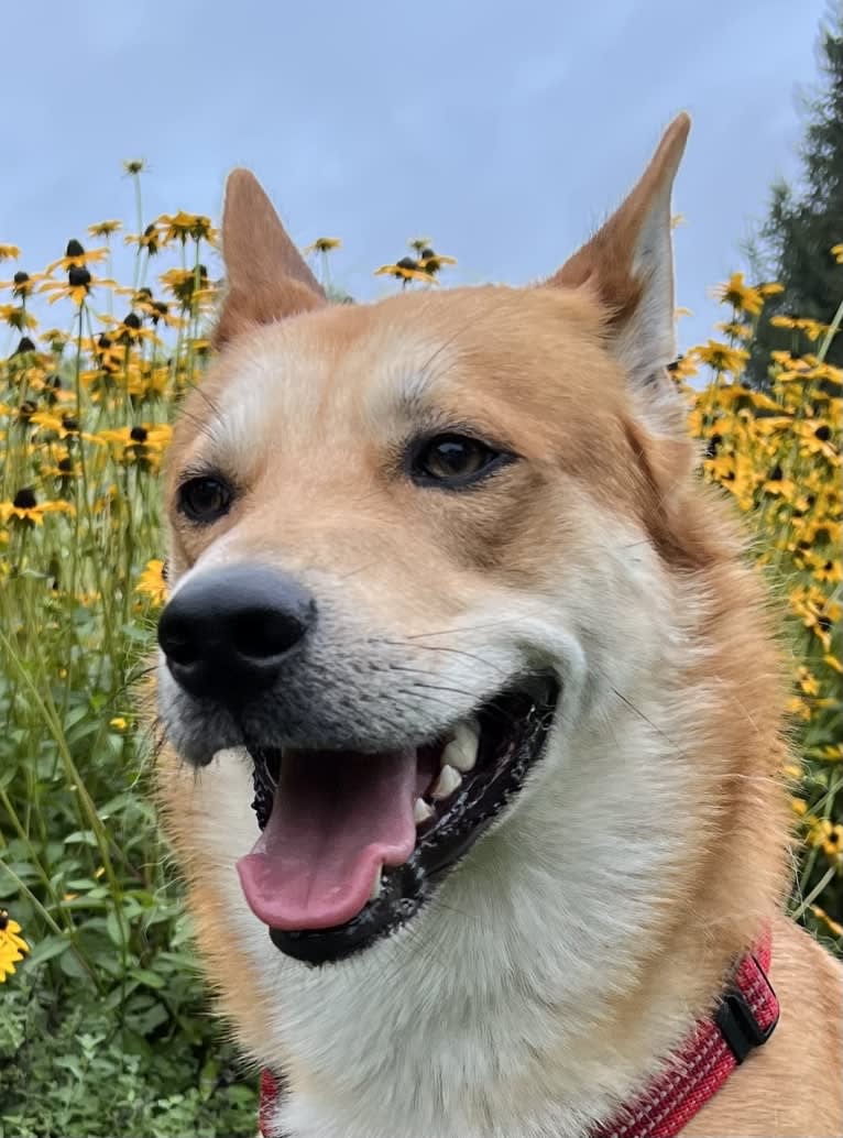 Dax, a Carolina Dog tested with EmbarkVet.com