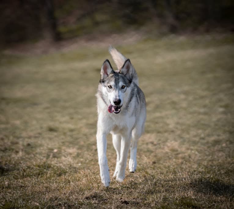 Kida a dog tested with EmbarkVet.com