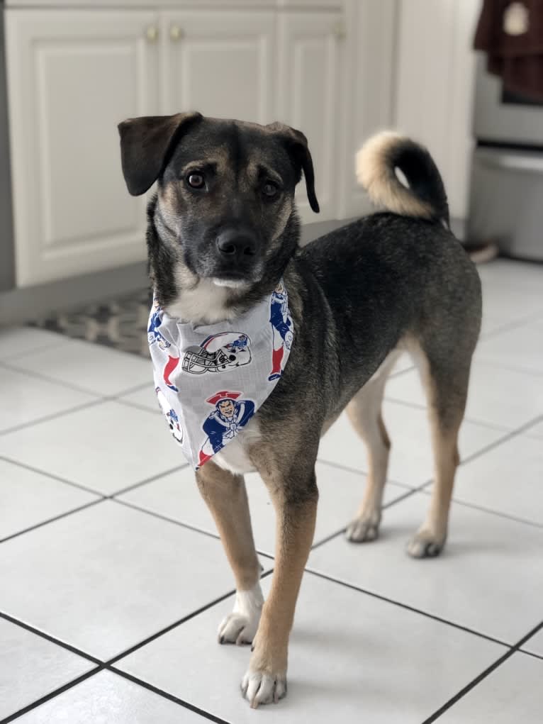 Rhody, a Norwegian Elkhound and Beagle mix tested with EmbarkVet.com