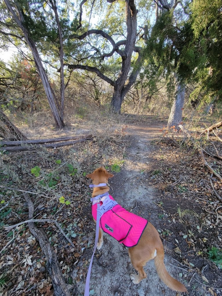 Lily, a Labrador Retriever and Treeing Walker Coonhound mix tested with EmbarkVet.com