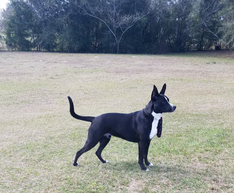 Kylo, a German Shepherd Dog and American Pit Bull Terrier mix tested with EmbarkVet.com