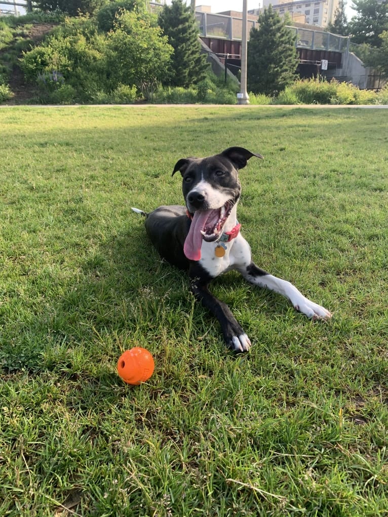 Ada, an American Pit Bull Terrier and Labrador Retriever mix tested with EmbarkVet.com