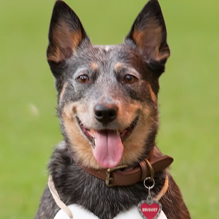 Brisket, an Australian Cattle Dog tested with EmbarkVet.com