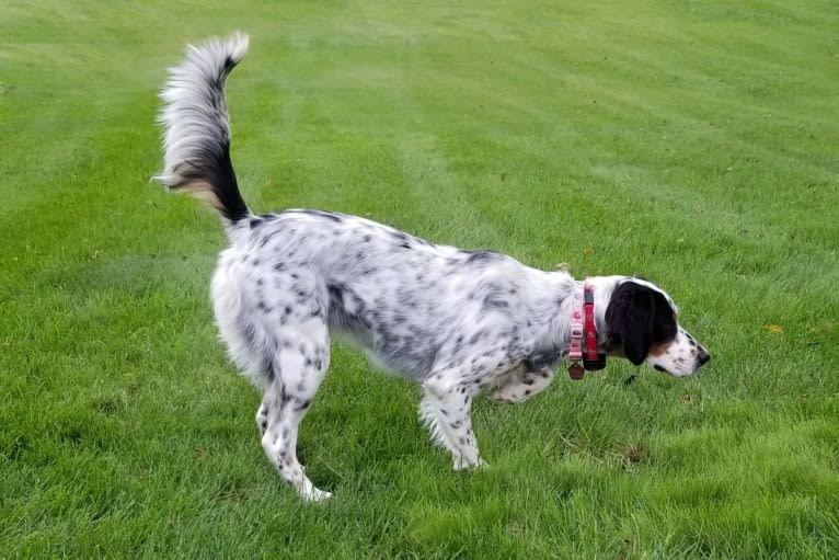 Shelby, a Llewellin Setter tested with EmbarkVet.com