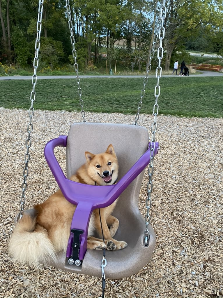 Orlando, a Finnish Spitz tested with EmbarkVet.com