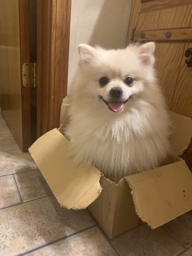 Koda, a Pomeranian tested with EmbarkVet.com