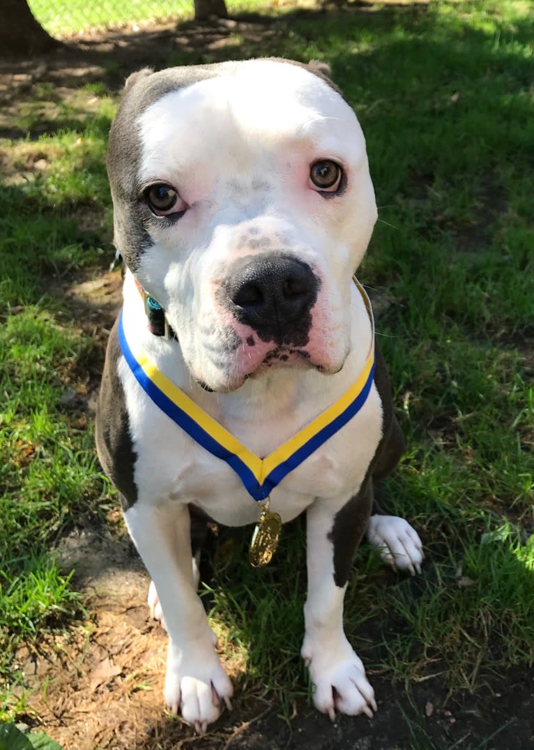 Ozzy Drake, an American Pit Bull Terrier and American Staffordshire Terrier mix tested with EmbarkVet.com