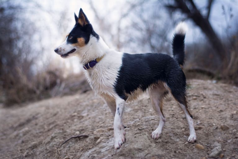 Fable, an Australian Cattle Dog and Siberian Husky mix tested with EmbarkVet.com