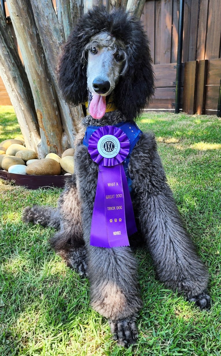 UCH Desert Reef's Rewrite the Stars CGCA CGCU TKI "Arwen", a Poodle (Standard) tested with EmbarkVet.com