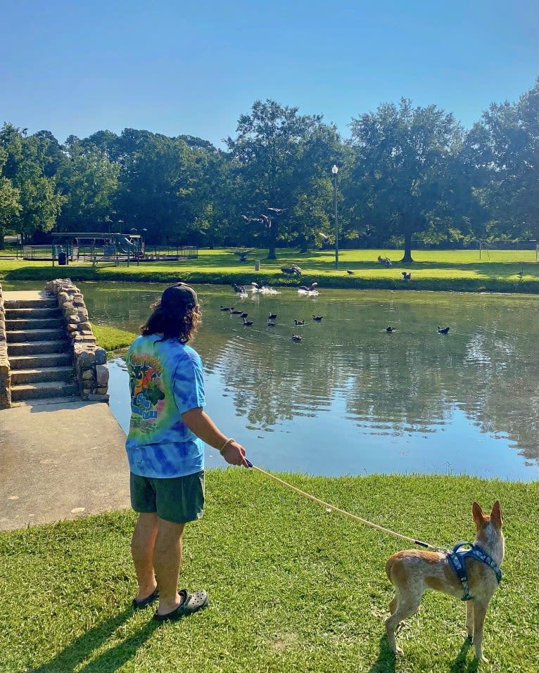 Lou, an Australian Cattle Dog and Australian Shepherd mix tested with EmbarkVet.com