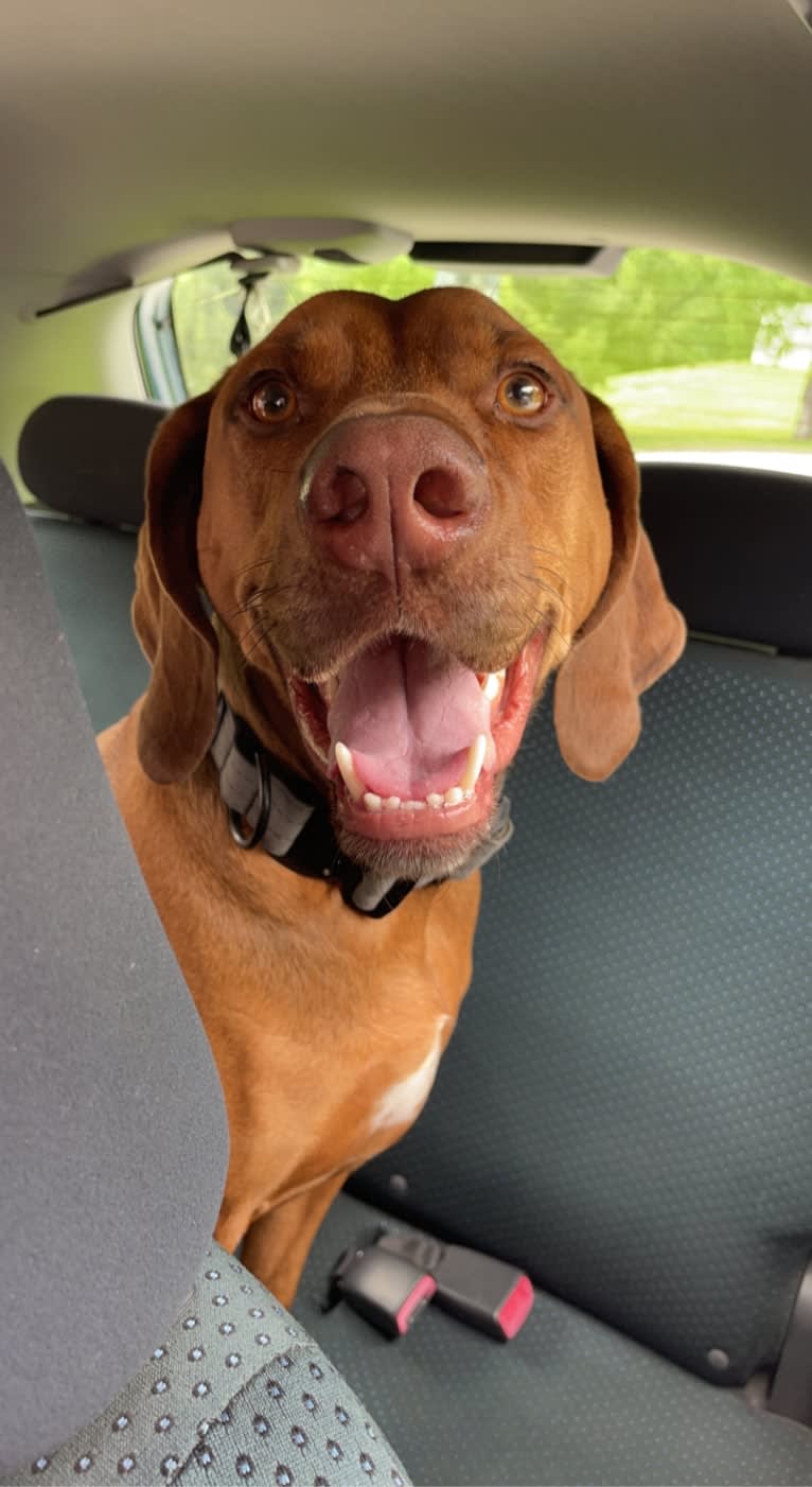 Simba, a Mountain Cur and Black and Tan Coonhound mix tested with EmbarkVet.com