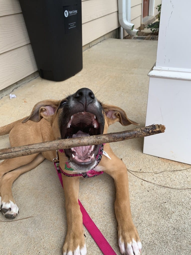 Brownie, an American Pit Bull Terrier and German Shepherd Dog mix tested with EmbarkVet.com