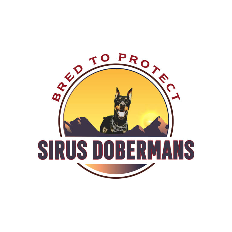 Sirus Lee Nitro, a Doberman Pinscher tested with EmbarkVet.com