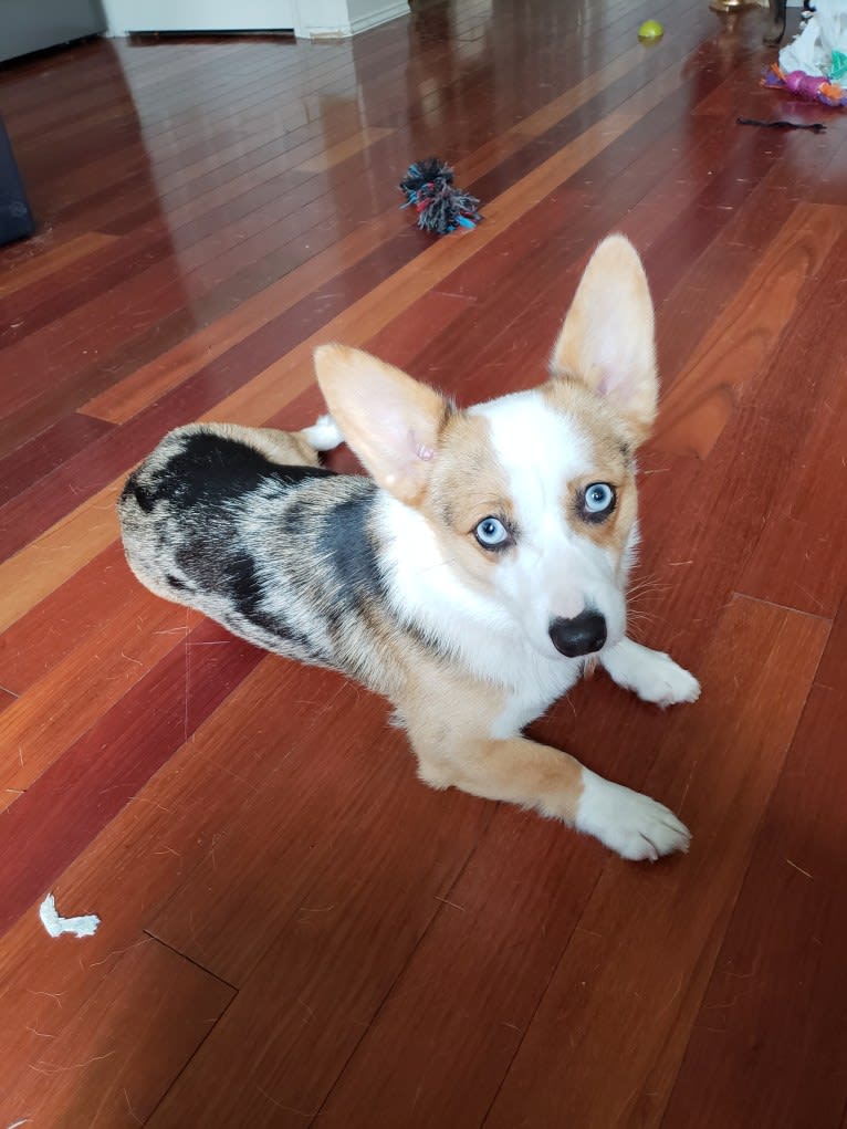 Luna Lu, a Pembroke Welsh Corgi tested with EmbarkVet.com