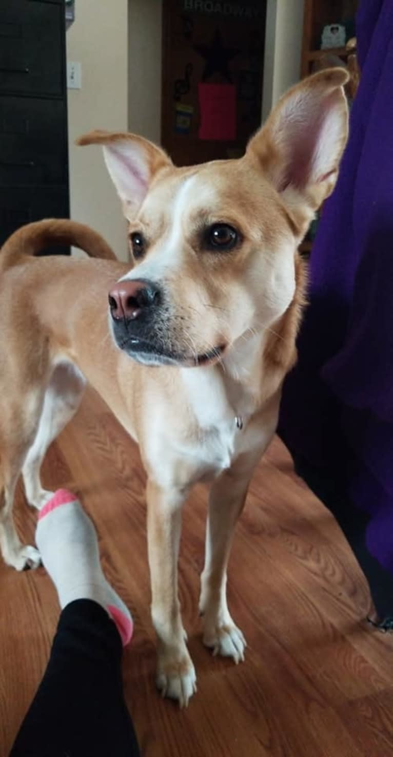 Merida, a Chow Chow and Labrador Retriever mix tested with EmbarkVet.com