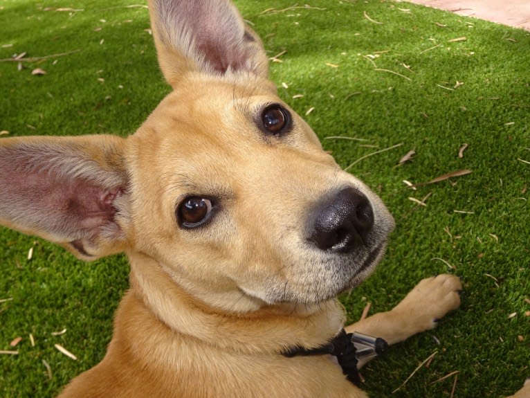 Bean, a Chow Chow and Chihuahua mix tested with EmbarkVet.com