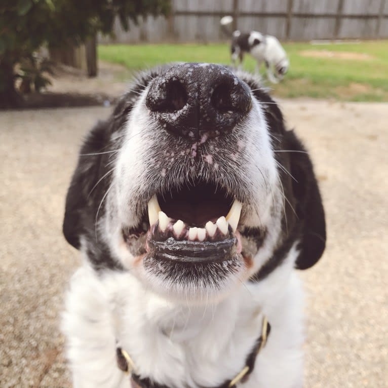 Sheba, a Labrador Retriever and Great Pyrenees mix tested with EmbarkVet.com