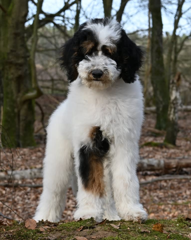 Utah, a Poodle (Standard) tested with EmbarkVet.com