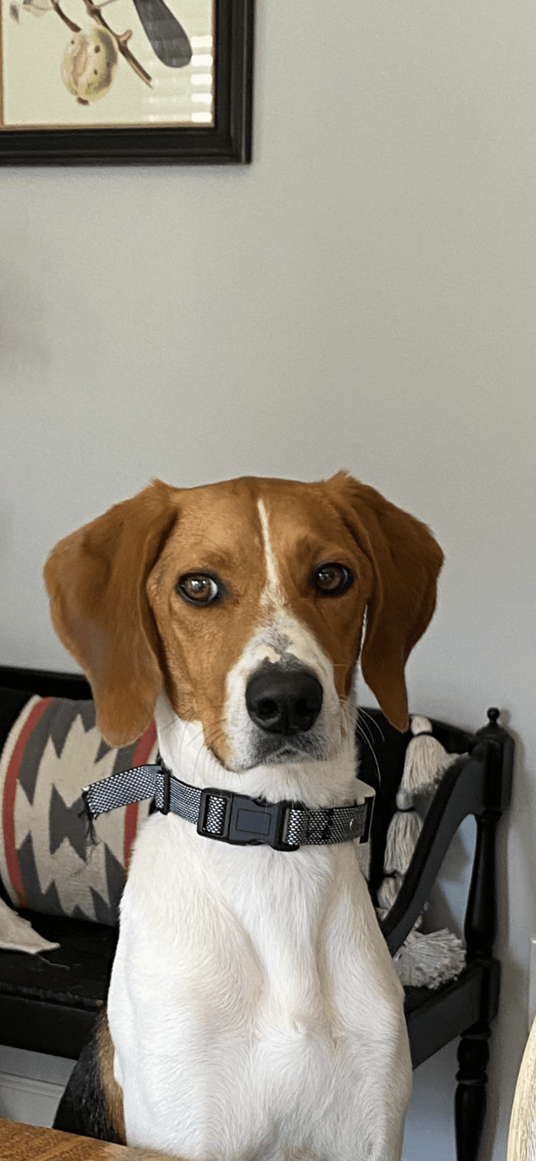 Chessy, a Beagle and American Foxhound mix tested with EmbarkVet.com