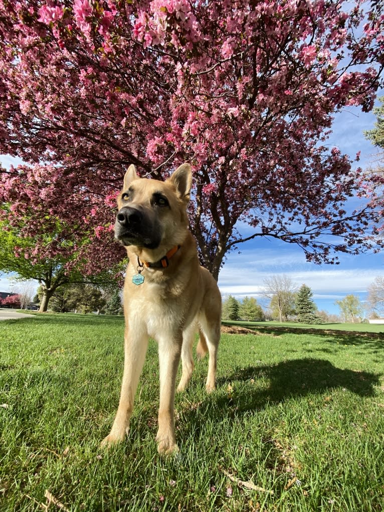 Boban, a German Shepherd Dog and Great Pyrenees mix tested with EmbarkVet.com