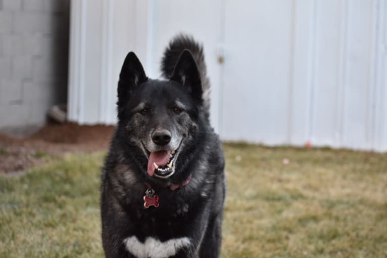 Lola, a Siberian Husky and German Shepherd Dog mix tested with EmbarkVet.com
