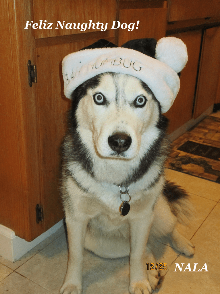 Nala, a Siberian Husky tested with EmbarkVet.com