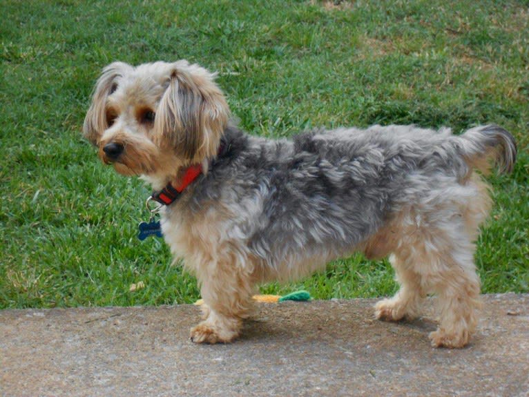 Roosevelt, a Biewer Terrier and Yorkshire Terrier mix tested with EmbarkVet.com