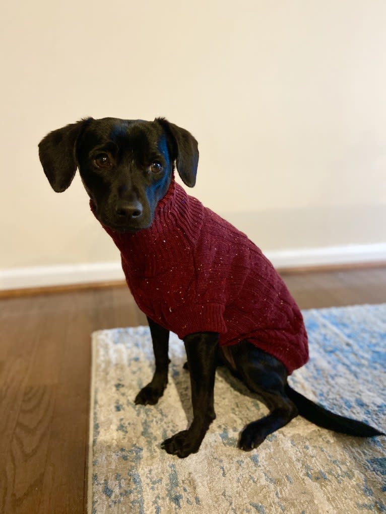 Mia, a Chihuahua and Rat Terrier mix tested with EmbarkVet.com