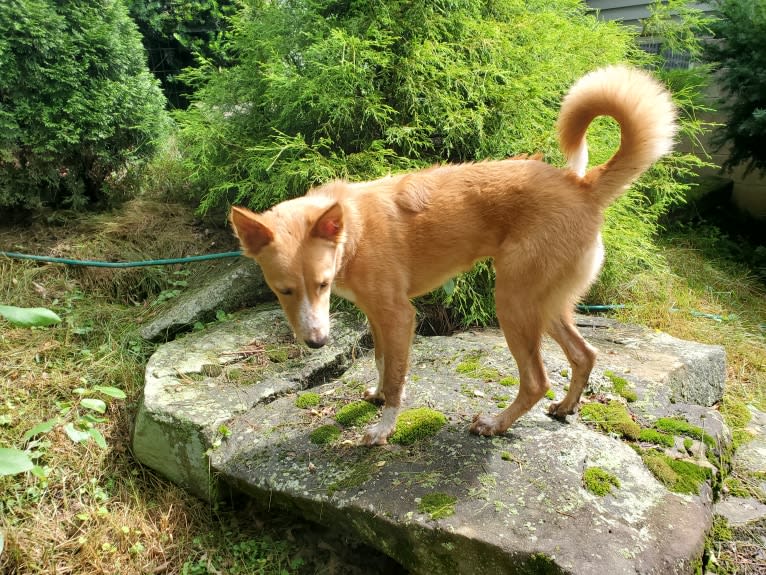 Antosha, an Arabian Village Dog tested with EmbarkVet.com